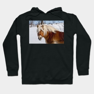 Belgian Horse In Winter Hoodie